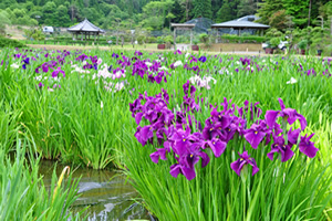 花しょうぶ園